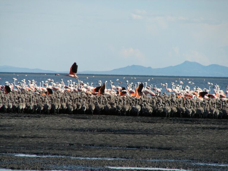 Una laguna de Mendoza se incorpora a la Red Hemisférica de Reservas de Aves Playeras