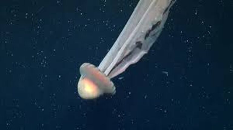 Hallaron una medusa gigante en el Mar Argentino