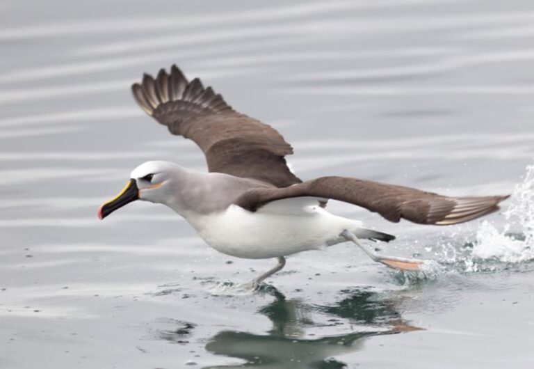 COP15: se debate en Brasil la protección de las especies migratorias
