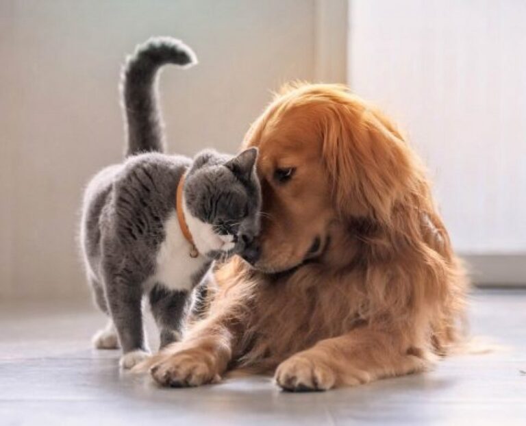 3 de cada 4 personas necesitan mejores consejos para prevenir parásitos en sus mascotas