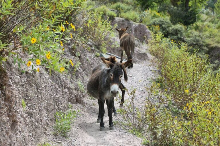 ¿Carne de burro a la parrilla?: la polémica apuesta que divide a Chubut por su precio y sabor