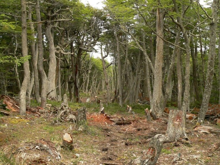 Un proyecto de ley fija nuevas sanciones por destruir bosques nativos: hasta 10 años de prisión
