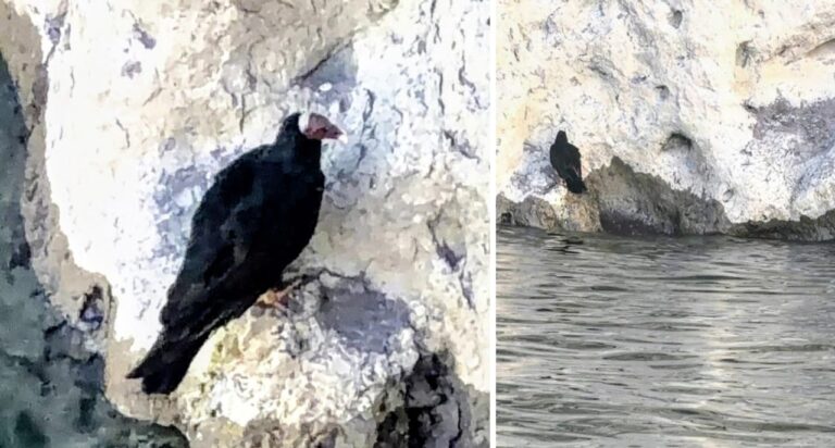 Mendoza: intentaban rescatar a un pichón de cóndor andino y se llevaron una sorpresa